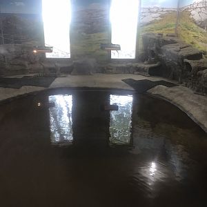 Juvenile American Aligator Exhibit