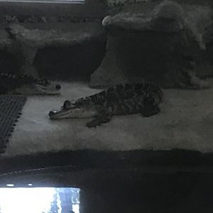 Juvenile American Aligator
