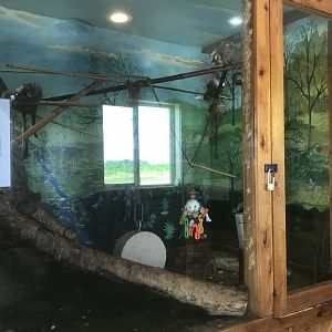 Common Marmoset Exhibit