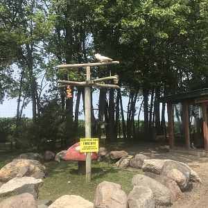 Moluccan Cockatoo Perch