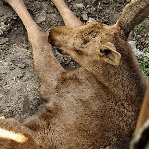 American moose calf (Alces alces americanus), 2006-07-08