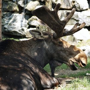 American moose bull (Alces alces americanus), 2006-07-08