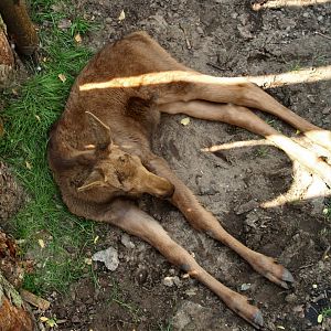 American moose calf (Alces alces americanus), 2006-07-08