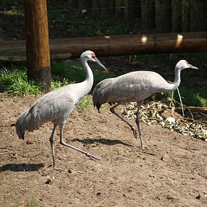 Sandhill crane (Antigone canadensis), 2006-07-08
