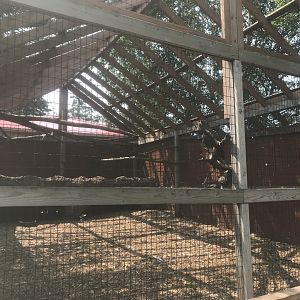 Stellar’s Sea Eagle Exhibit