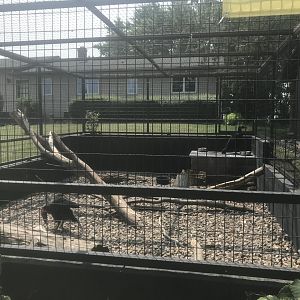 Southern Ground Hornbill Exhibit