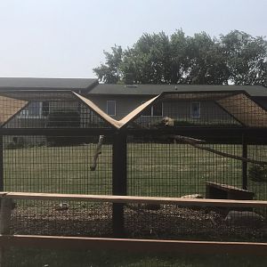 White-Crowned Hornbill Exhibit