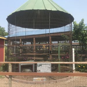 Silvery-Cheeked Hornbill/African Crested Porcupine Exhibit