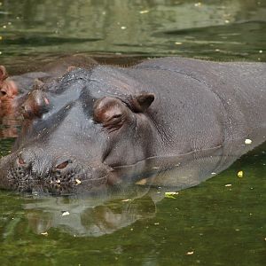 Hippopotamus (Hippopotamus amphibius), 2006-07-08