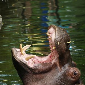 Hippopotamus (Hippopotamus amphibius), 2006-07-08