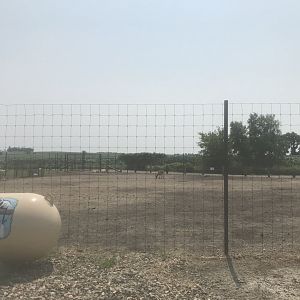 West Caucasian Tur Exhibit