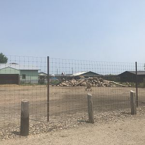 West Caucasian Tur Exhibit