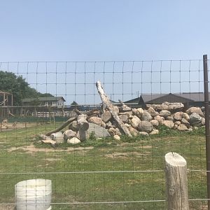 Turkmenian Markhor Exhibit