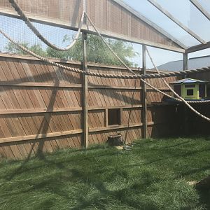 Geoffroy’s Spider Monkey Exhibit