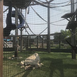Buff-cheeked Gibbon Exhibit