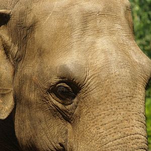 Asian elephant (Elephas maximus), 2006-07-08