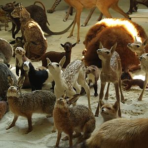 Mammal taxidermy specimens in the museum part of the African house, 2006-07-08