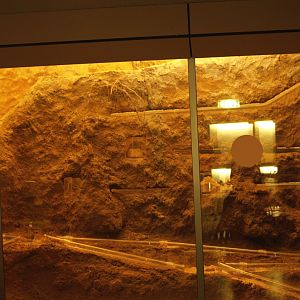 Naked molerat exhibit, 2006-07-08