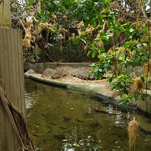 Slender-snouted crocodile exhibit, 2006-07-08