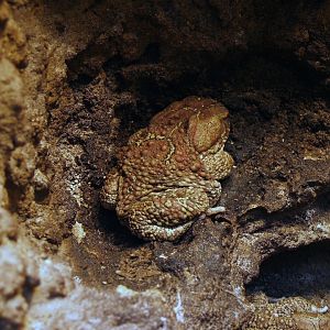 Mauretanian toad (Sclerophrys mauritanica), 2006-07-08