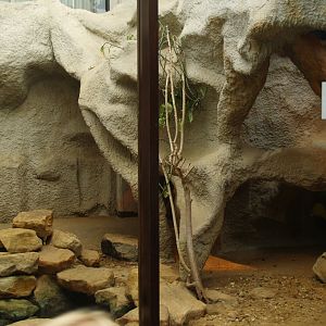Dwarf mongoose exhibit, 2006-07-08