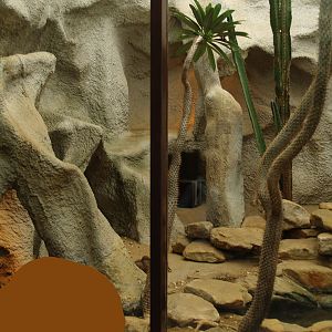 Dwarf mongoose exhibit, 2006-07-08