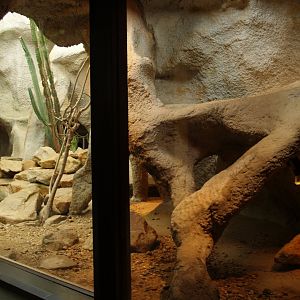 Dwarf mongoose exhibit, 2006-07-08