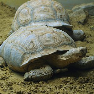 African spurred tortoise (Centrochelys sulcata), 2006-07-08