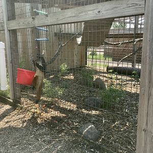 Wolf’s Guenon Exhibit