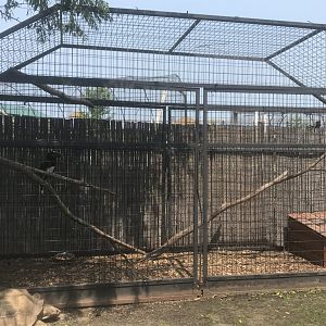 Trumpeter Hornbill Exhibit