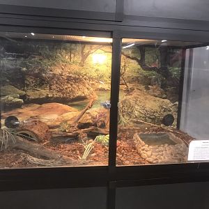 Mexican Black Kingsnake Terrarium