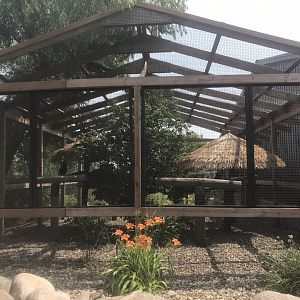 Rhinoceros Hornbill Exhibit