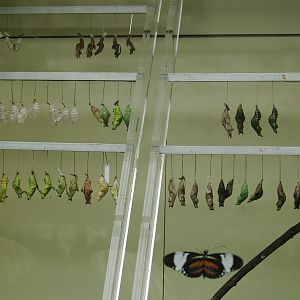 Butterfly chrysalises, 2006-07-08