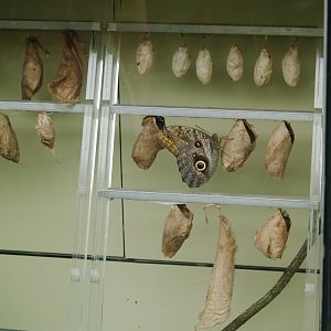 Butterfly chrysalises, 2006-07-08