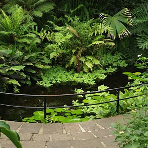 Pond in the butterfly garden, 2006-07-08