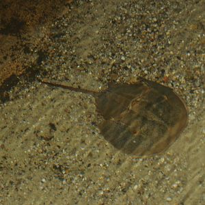 Atlantic horseshoe crab (Limulus polyphemus), 2006-07-08