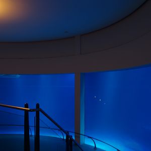 Biochron - Lemon shark tank, 2006-07-08