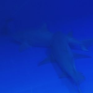 Lemon sharks (Negaprion brevirostris), 2006-07-08