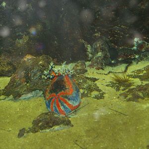 Sea apple sea urchin and Brittle star (Exact species unknown), 2006-07-08