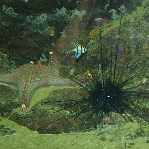 Starfiish, Sea urchin (Exact species unknown) and Banggai cardinalfish (Pterapogon kauderni), 2006-07-08