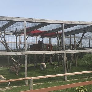 DeBraza’s Guenon Exhibit