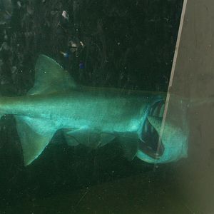 Mississippi paddlefish (Polyodon spathula), 2006-07-08