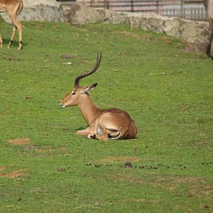 Common impala (Aepyceros melampus melampus), 2006-07-08