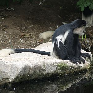 Mantled Colobus (Colobus guereza), 2006-07-08