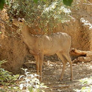 5/8/2022 - Coues White-tailed Deer