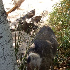 5/8/2022 - Coues White-tailed Deer