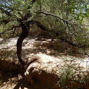 5/8/2022 - Mexican Gray Wolf Habitat