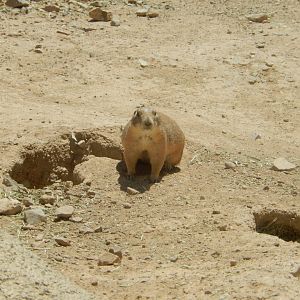 5/8/2022 - Prairie Dog