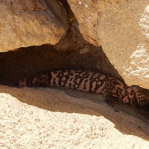 5/8/2022 - Gila Monster