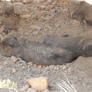 5/8/2022 - Javelinas